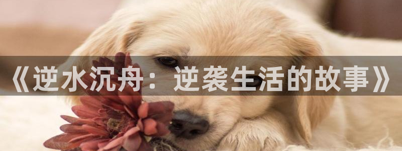 51漫画app下载网站